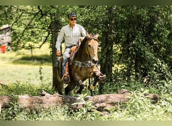 Quarter Pony, Wallach, 11 Jahre, 137 cm, Buckskin