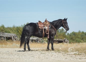 Quarter Pony, Wallach, 11 Jahre, 137 cm, Rappe