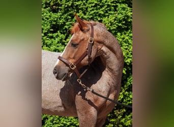 Quarter Pony, Wallach, 11 Jahre, 142 cm, Roan-Red