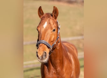 Quarter Pony, Wallach, 11 Jahre, 143 cm, Fuchs