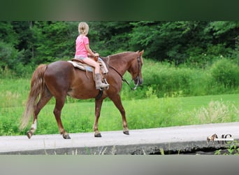 Quarter Pony, Wallach, 11 Jahre, Dunkelfuchs