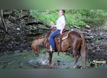 Quarter Pony, Wallach, 11 Jahre, Dunkelfuchs