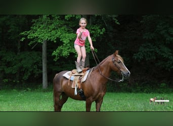 Quarter Pony, Wallach, 11 Jahre, Dunkelfuchs