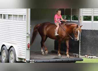 Quarter Pony, Wallach, 11 Jahre, Dunkelfuchs