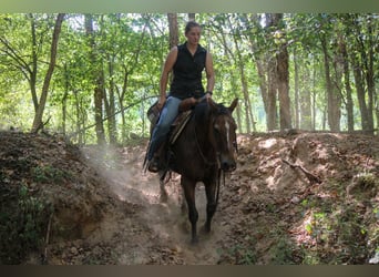 Quarter Pony, Wallach, 11 Jahre, Roan-Bay