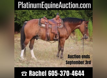 Quarter Pony, Wallach, 11 Jahre, Roan-Bay