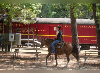 Quarter Pony, Wallach, 11 Jahre, Roan-Bay