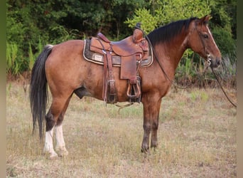 Quarter Pony, Wallach, 11 Jahre, Roan-Bay