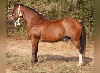 Quarter Pony, Wallach, 11 Jahre, Roan-Bay