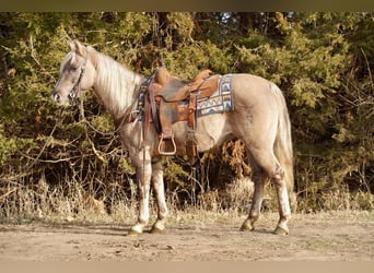 Quarter Pony, Wallach, 12 Jahre, 137 cm, Grullo