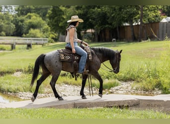 Quarter Pony, Wallach, 12 Jahre, 142 cm, Roan-Blue