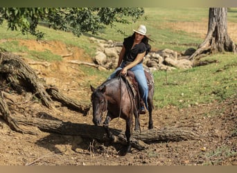 Quarter Pony, Wallach, 12 Jahre, 142 cm, Roan-Blue