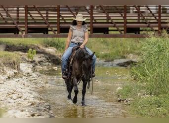 Quarter Pony, Wallach, 12 Jahre, 142 cm, Roan-Blue