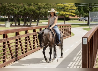 Quarter Pony, Wallach, 12 Jahre, 142 cm, Roan-Blue