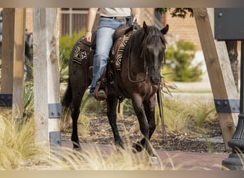 Quarter Pony, Wallach, 12 Jahre, 142 cm, Roan-Blue