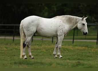 Quarter Pony, Wallach, 12 Jahre, 142 cm, Schimmel