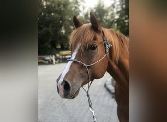 Quarter Pony, Wallach, 12 Jahre, 152 cm, Fuchs