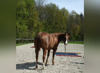 Quarter Pony, Wallach, 12 Jahre, 157 cm, Fuchs