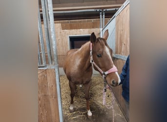 Quarter Pony, Wallach, 12 Jahre, 158 cm