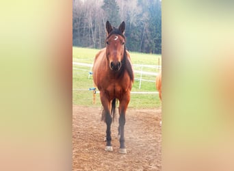 Quarter Pony, Wallach, 12 Jahre, Brauner