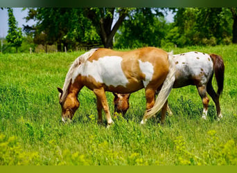 Quarter Pony, Wallach, 12 Jahre, Palomino