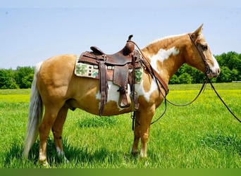 Quarter Pony, Wallach, 12 Jahre, Palomino