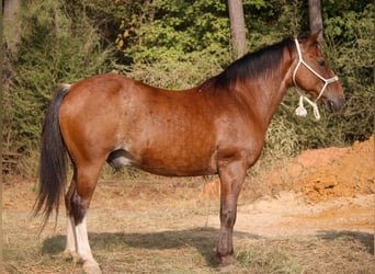 Quarter Pony, Wallach, 12 Jahre, Roan-Bay