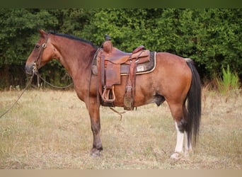 Quarter Pony, Wallach, 12 Jahre, Roan-Bay