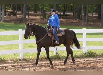 Quarter Pony, Wallach, 12 Jahre, Rotbrauner