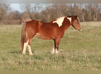 Quarter Pony, Wallach, 13 Jahre, 122 cm, Schecke