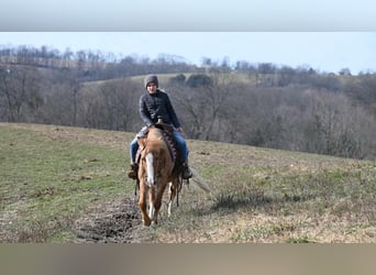 Quarter Pony, Wallach, 13 Jahre, 127 cm, Red Dun
