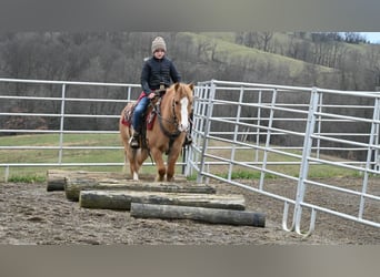 Quarter Pony, Wallach, 13 Jahre, 127 cm, Red Dun