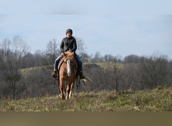 Quarter Pony, Wallach, 13 Jahre, 127 cm, Red Dun