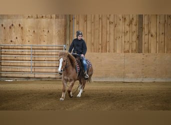 Quarter Pony, Wallach, 13 Jahre, 127 cm, Red Dun