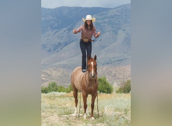 Quarter Pony, Wallach, 13 Jahre, 135 cm, Roan-Red