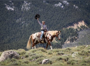 Quarter Pony, Wallach, 13 Jahre, 137 cm, Rotfuchs