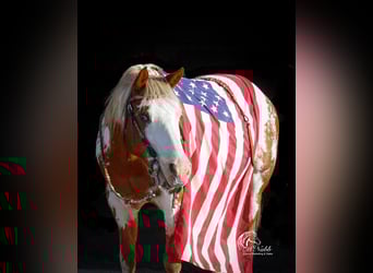 Quarter Pony, Wallach, 13 Jahre, 137 cm, Rotfuchs