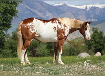 Quarter Pony, Wallach, 13 Jahre, 137 cm, Rotfuchs