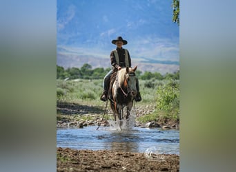 Quarter Pony, Wallach, 13 Jahre, 137 cm, Rotfuchs