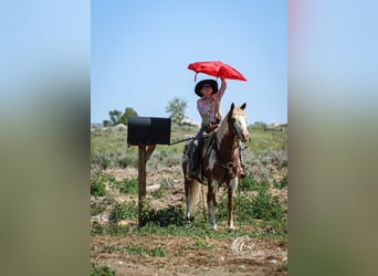 Quarter Pony, Wallach, 13 Jahre, 137 cm, Rotfuchs