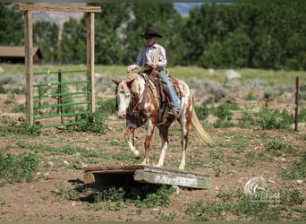 Quarter Pony, Wallach, 13 Jahre, 137 cm, Rotfuchs