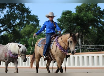 Quarter Pony, Wallach, 13 Jahre, 140 cm, Buckskin