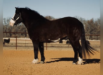 Quarter Pony, Wallach, 13 Jahre, 140 cm, Rappe