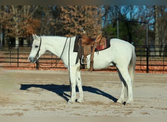 Quarter Pony, Wallach, 13 Jahre, 140 cm