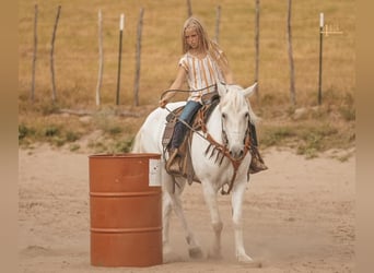 Quarter Pony, Wallach, 13 Jahre, 140 cm, White