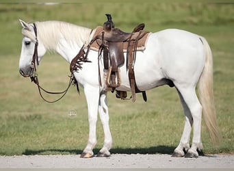 Quarter Pony, Wallach, 13 Jahre, 140 cm, White