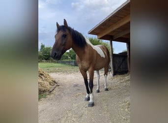 Quarter Pony Mix, Wallach, 13 Jahre, 150 cm, Schecke