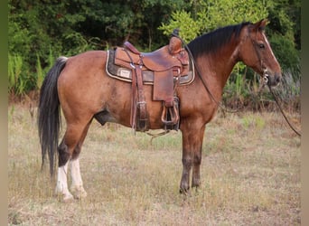 Quarter Pony, Wallach, 13 Jahre, Roan-Bay