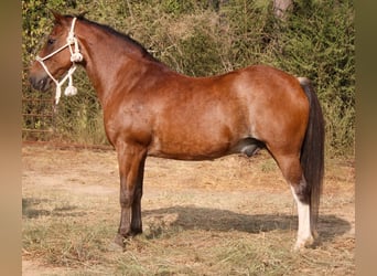 Quarter Pony, Wallach, 13 Jahre, Roan-Bay