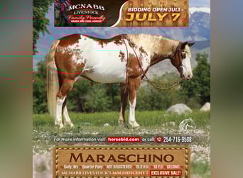 Quarter Pony, Wallach, 13 Jahre, Rotfuchs